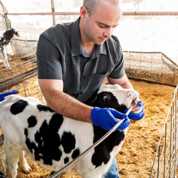 us environment cows methane