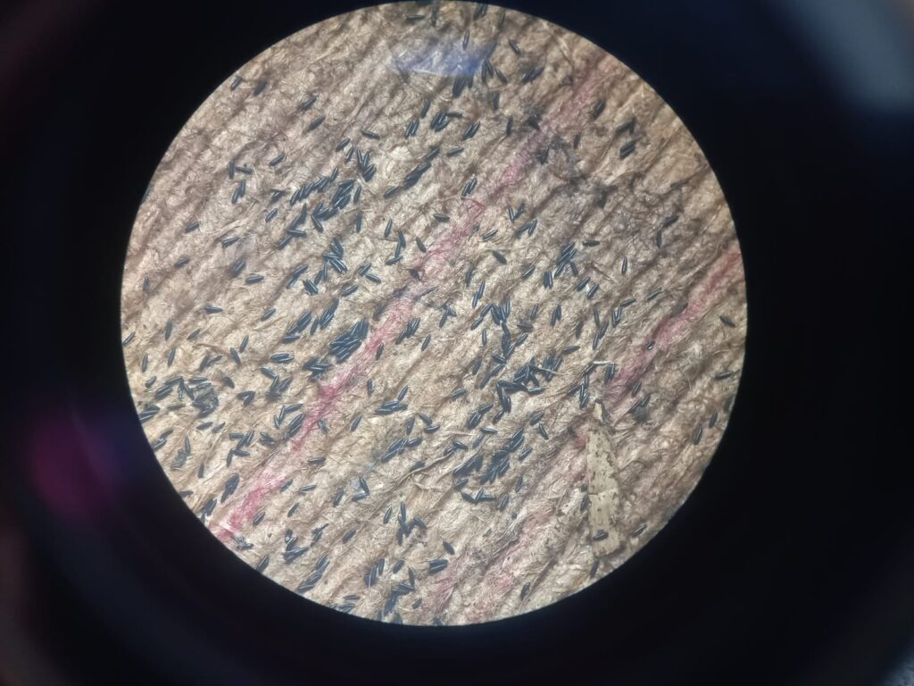 dengue1