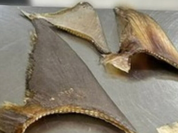 captura de tela 2024 12 04 114415