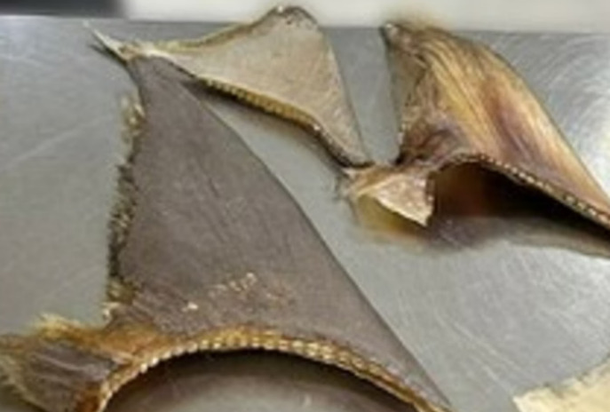 captura de tela 2024 12 04 114415