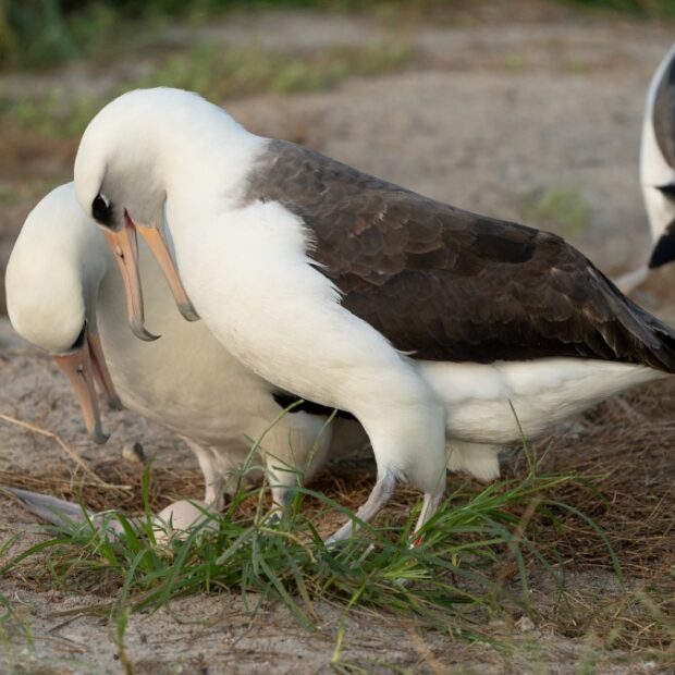 us wildlife bird albatross