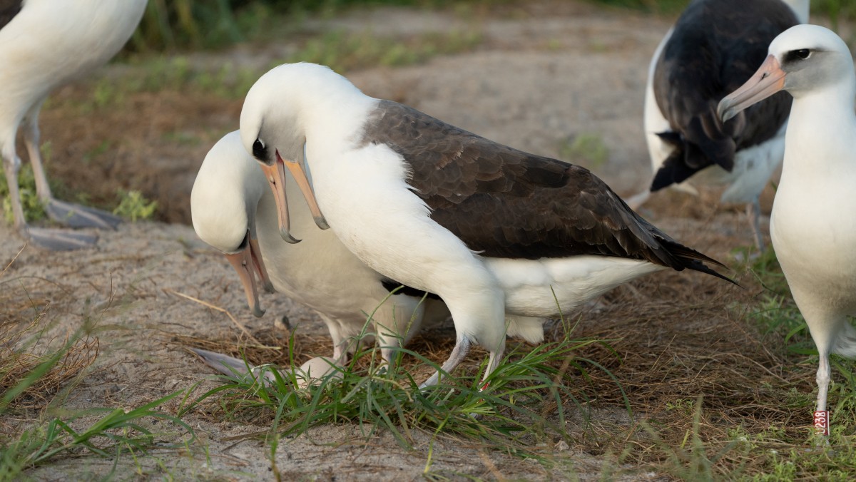 us wildlife bird albatross