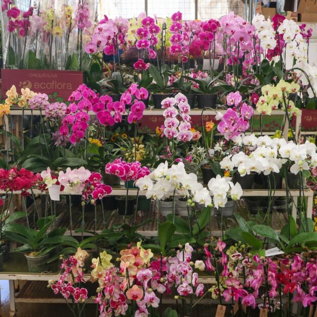 whatsapp image 2024 12 07 at 09.45.32