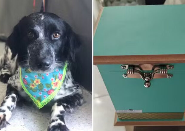 captura de tela 2024 12 09 071353