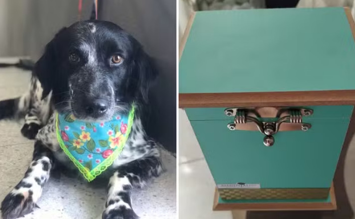 captura de tela 2024 12 09 071353