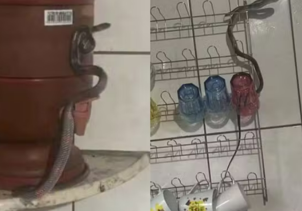 captura de tela 2024 12 11 071243