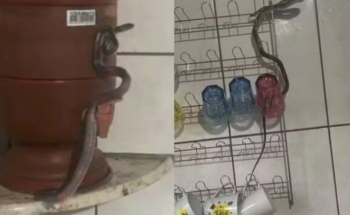 captura de tela 2024 12 11 071243