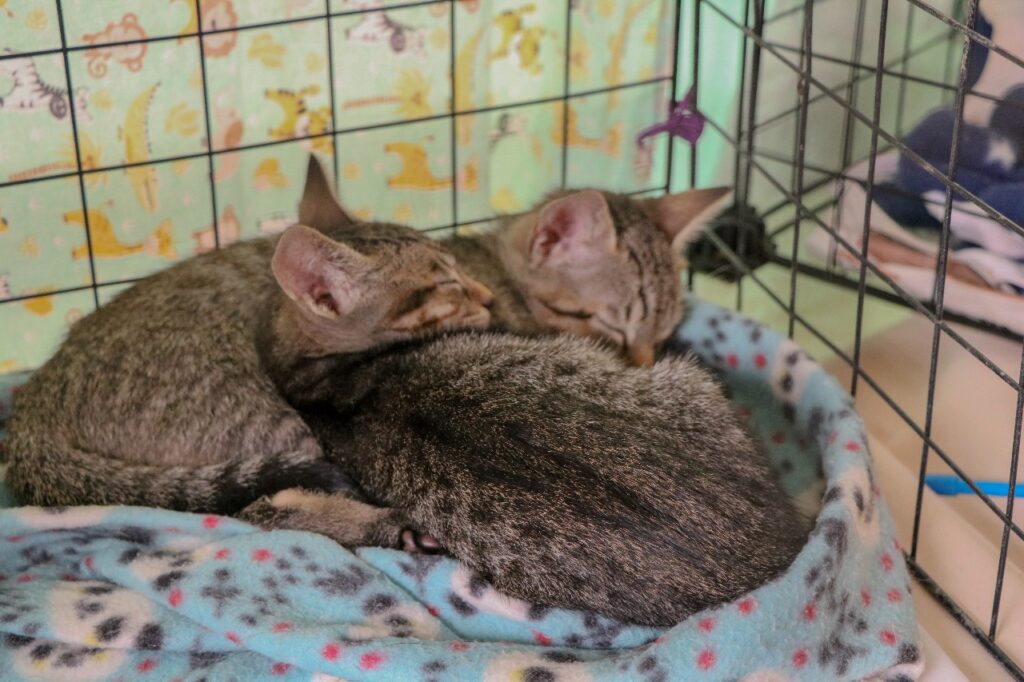 whatsapp image 2024 12 11 at 10.18.31 (2)