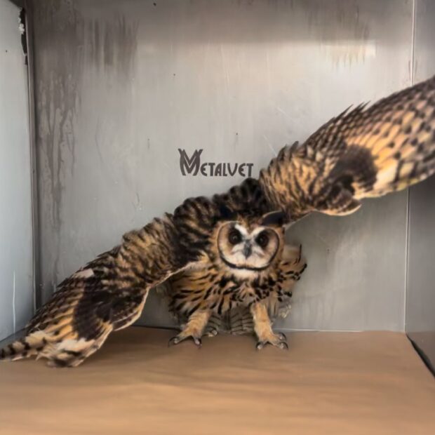 pesquisa com criadores amadores de pássaros do df mapeia melhoras na legislação ambiental