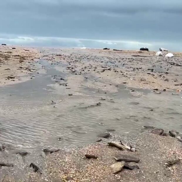russia maritime accident oil spill environment