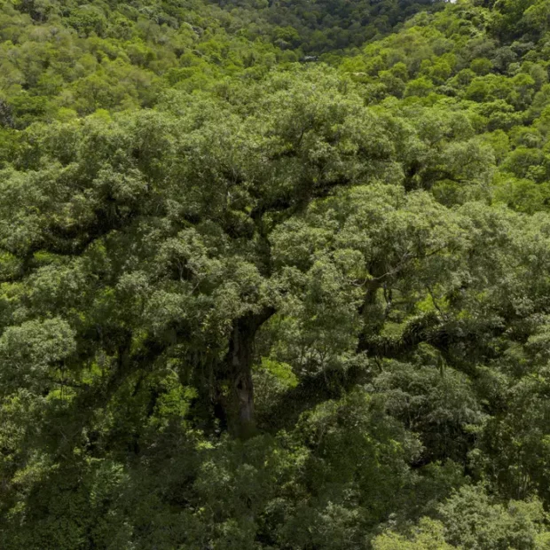 mata atlântica agência brasil