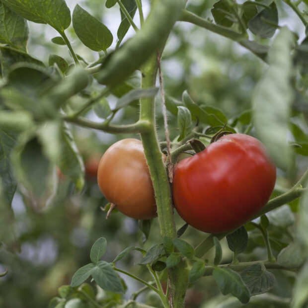 two tomatoes