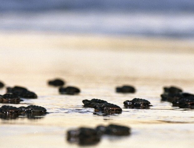 tartaruga divulgação ebc