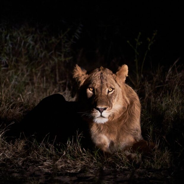 zimbabwe environment animal