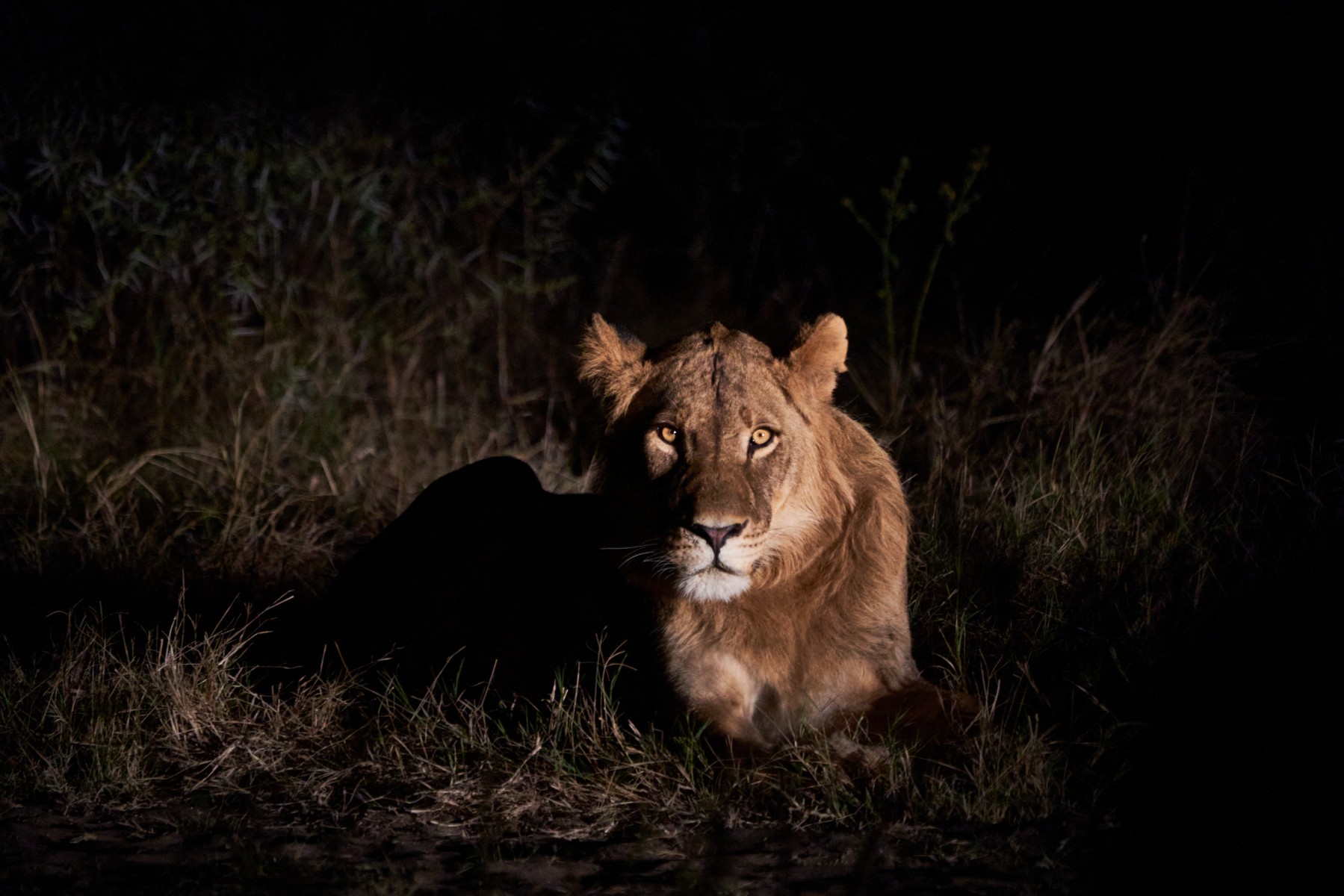 zimbabwe environment animal