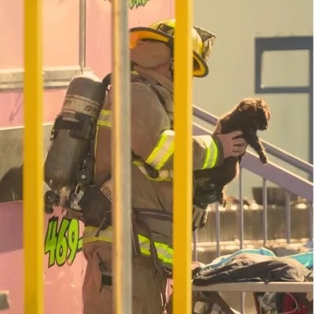 500 animais morrem em incêndio nos Estados Unidos