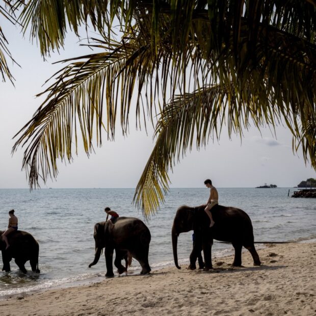 files thailand animal tourism