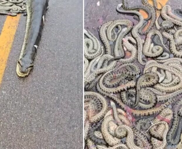 sucuri gravida filhotes