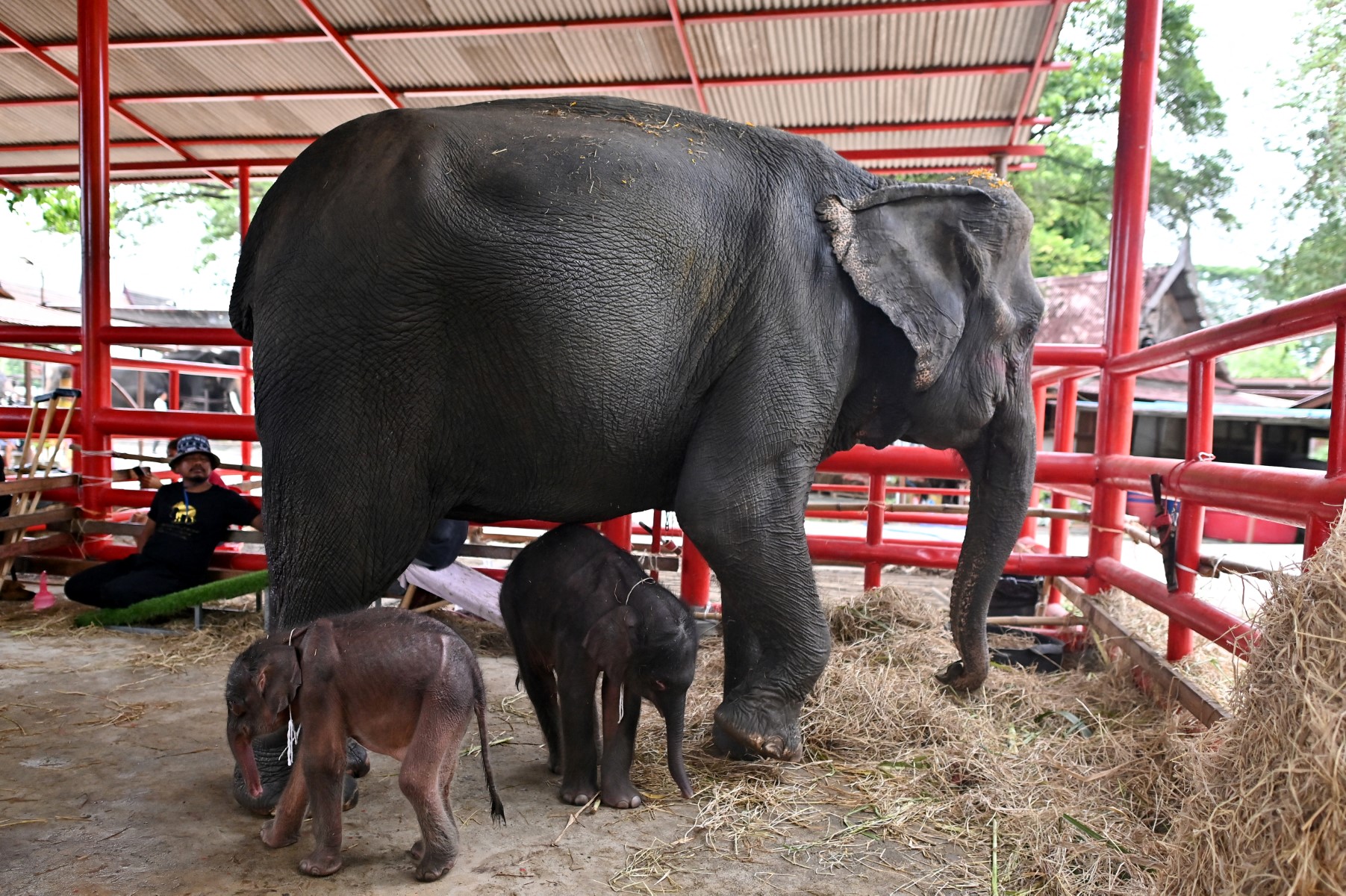 thailand animal tourism