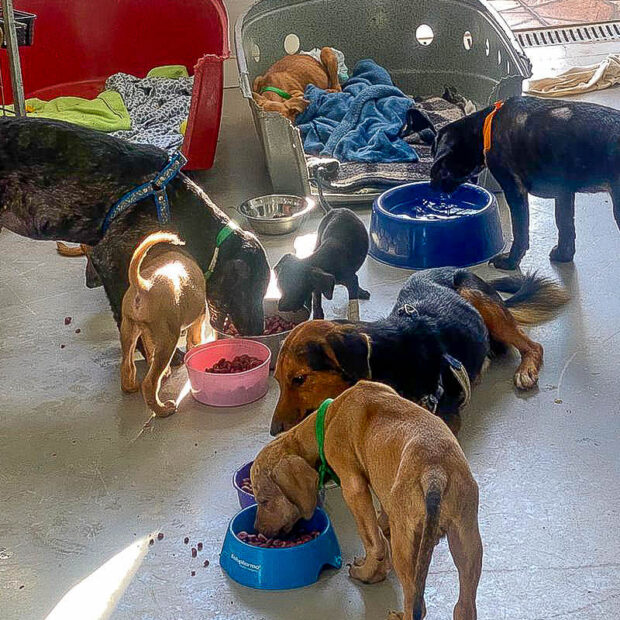 doação ração cachorros