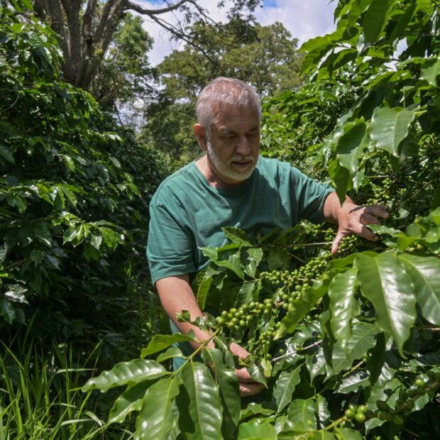 brazil agriculture environment coffee