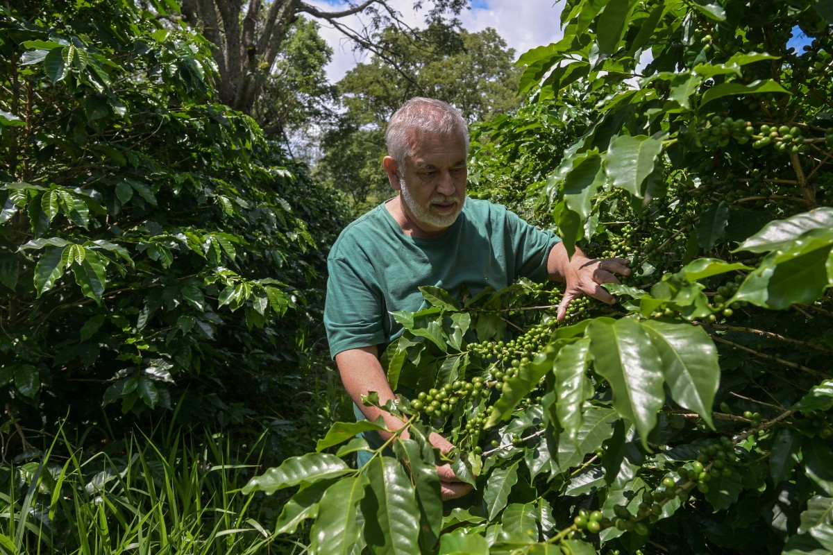 brazil agriculture environment coffee
