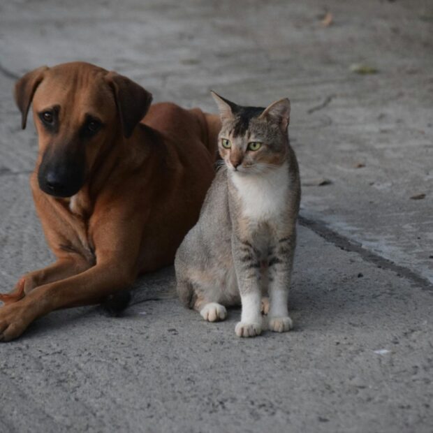 27.1. materia castracao. foto divulgacao sepan df 1536x1023