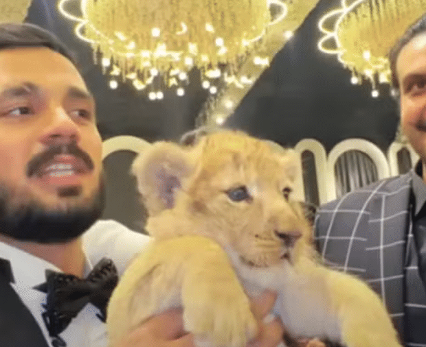 rajab butt com o filhote de leao no casamento 1738163536011 v2 900x506