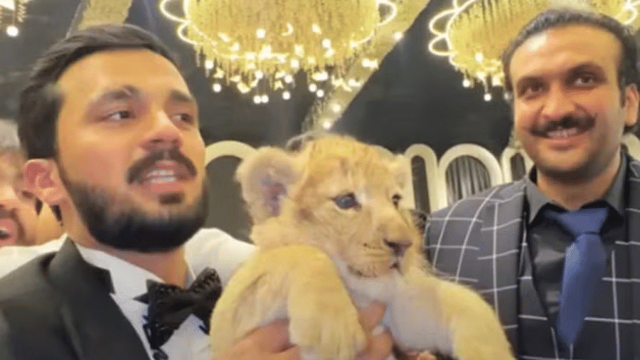 rajab butt com o filhote de leao no casamento 1738163536011 v2 900x506