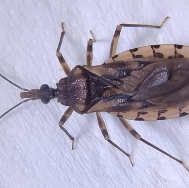 bicho barbeiro
