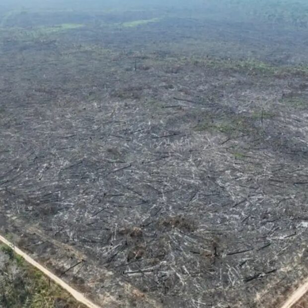 desmatamento amazonia