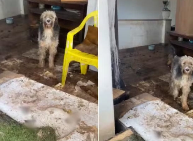 captura de tela 2025 02 03 072226