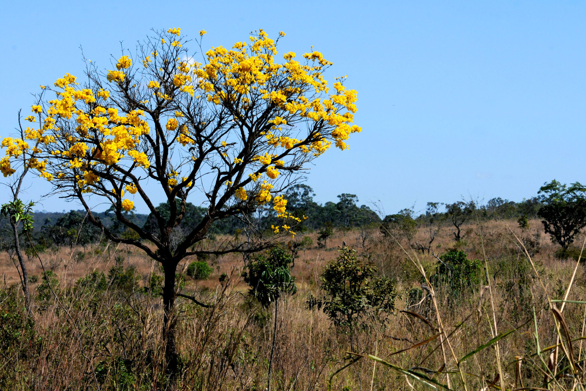 jardim botanico