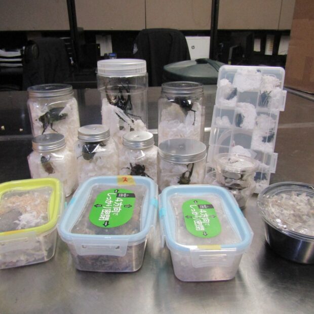 us japan smuggling insects