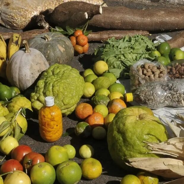 alimentos