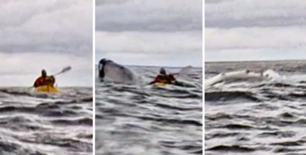 Em um encontro surpreendente e assustador no Estreito de Magalhães, jovem venezuelano foi engolido por uma baleia-jubarte, mas escapou ileso.