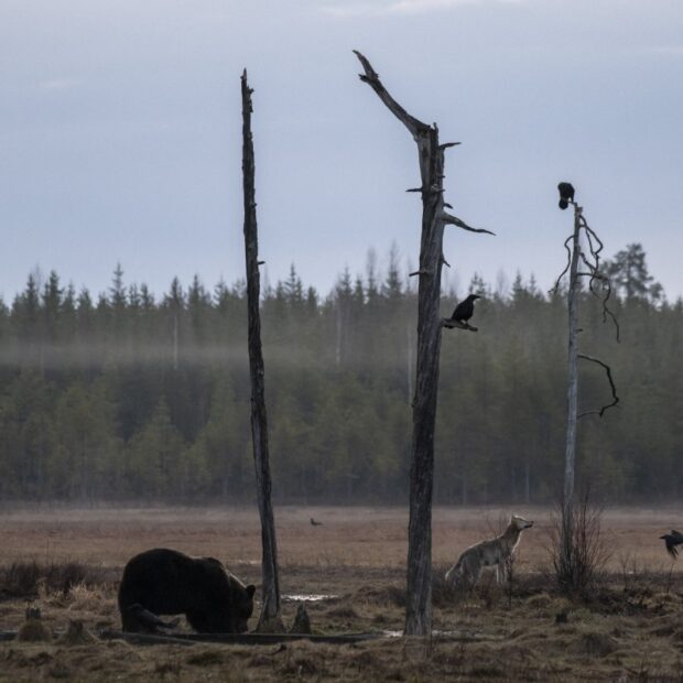 dossier une semaine avant la cop16 biodiversité