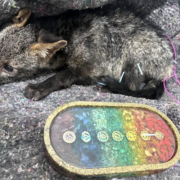 foto divulgacao zoo bsb 2