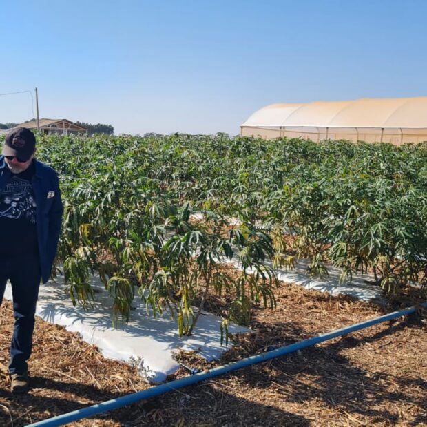 cultivo de mandioca no mulching