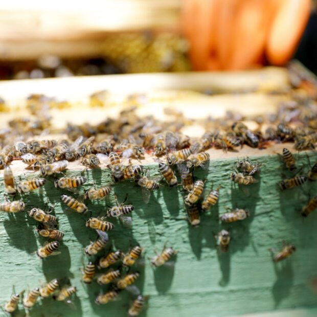 whatsapp image 2025 02 26 at 16.21.07