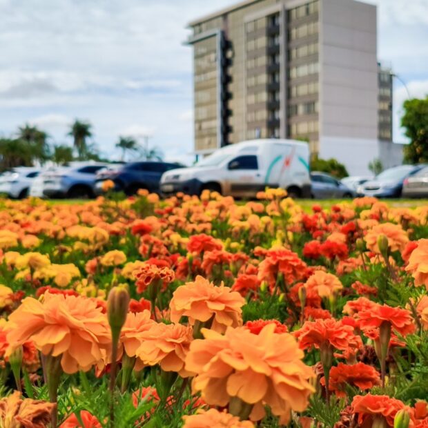 canteiros ornamentais barsilai