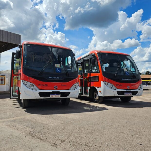 zebrinhas pioneira 2