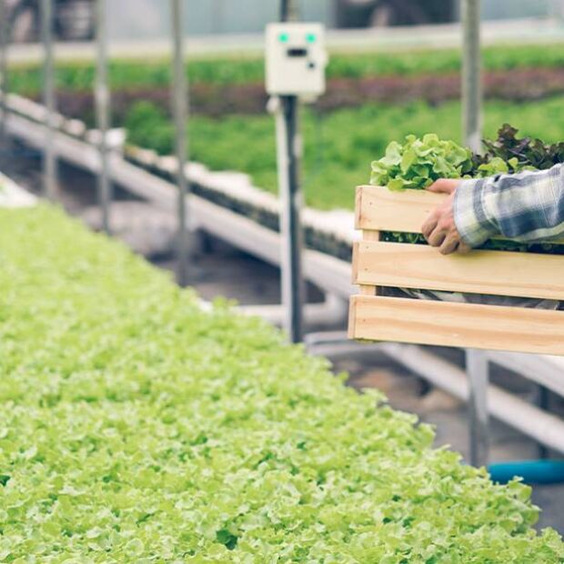 igp di jan 2024 0 (1)