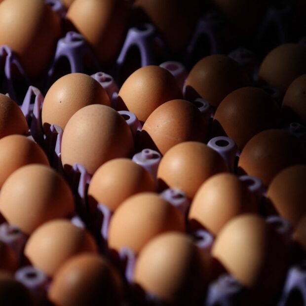 poultry farm operates in california as avian flu causes egg prices to skyrocket