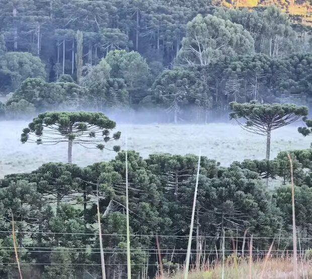 geada santa catarina