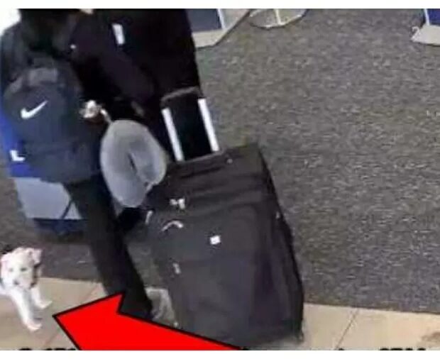 mulher mata cachorro afogado