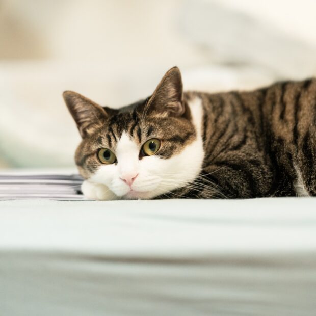 gato