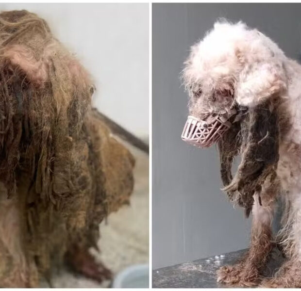 cachorro resgatado maus tratos fortaleza antes e depois 1 (1)