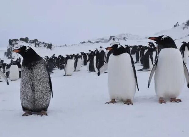 pinguins