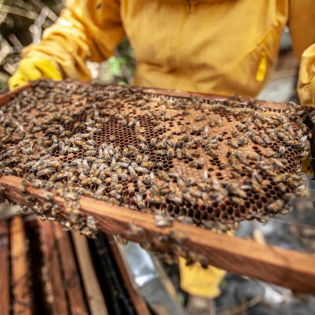 7.4. materia apicultura. foto divulgacao seagri df 1920x1280